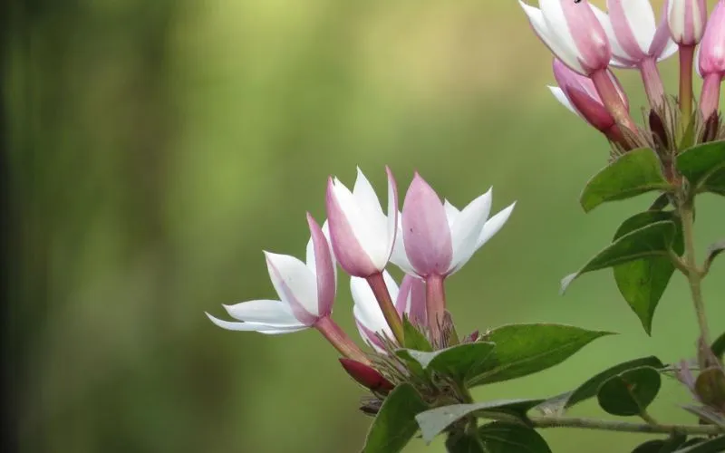 Cây nguyệt quế leo phủ xanh hàng rào, tạo không gian xanh mát