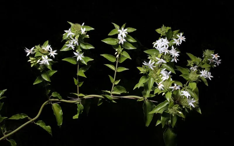 Cây nguyệt quế leo trong khu vườn, mang vẻ đẹp tự nhiên, hoang dã