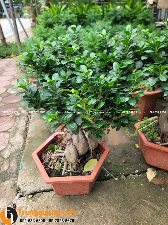 Cây si Nhật trồng trong chậu làm cảnh