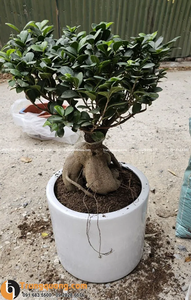 Cây si Nhật trồng trong chậu sứ trắng tăng tính thẩm mỹ