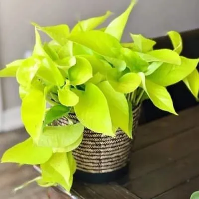 Cây trầu bà vàng với lá xanh pha vàng rực rỡ.