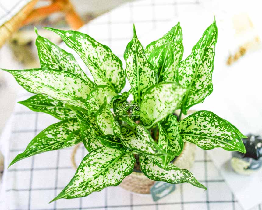 Cách Chăm Sóc Cây Ngọc Ngân Đúng Kỹ Thuật Để Mang Lại May Mắn và Thịnh Vượng