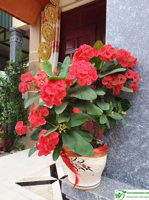 Chậu xương rồng bát tiên đặt trước cửa, lựa chọn vị trí trồng phù hợp