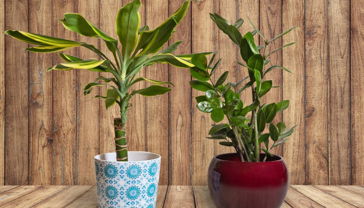 Chọn chậu phù hợp cho cây