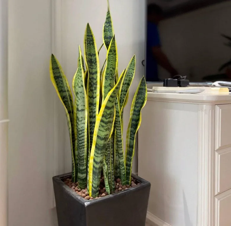 Có nên trồng cây lưỡi hổ trước cửa nhà? 10 người thì 9 người trả lời sai - 2