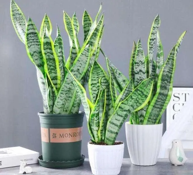 Có nên trồng cây lưỡi hổ trước cửa nhà? 10 người thì 9 người trả lời sai - 3