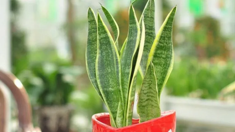 Có nên trồng cây lưỡi hổ trước cửa nhà? 10 người thì 9 người trả lời sai - 5