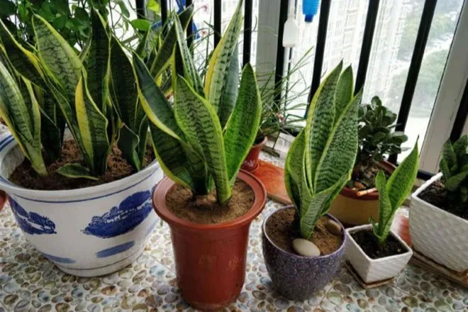 Có nên trồng cây lưỡi hổ trước cửa nhà? 10 người thì 9 người trả lời sai - 6