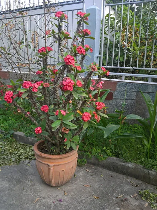 Công dụng đa dạng của xương rồng bát tiên trong trang trí và đời sống