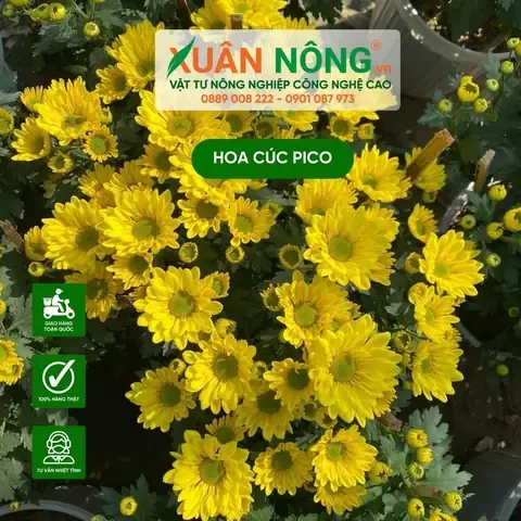 Cúc Pico - Nữ Hoàng Của Mùa Hoa Tết