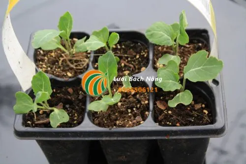 Cung cấp đủ chất dinh dưỡng cho cây non