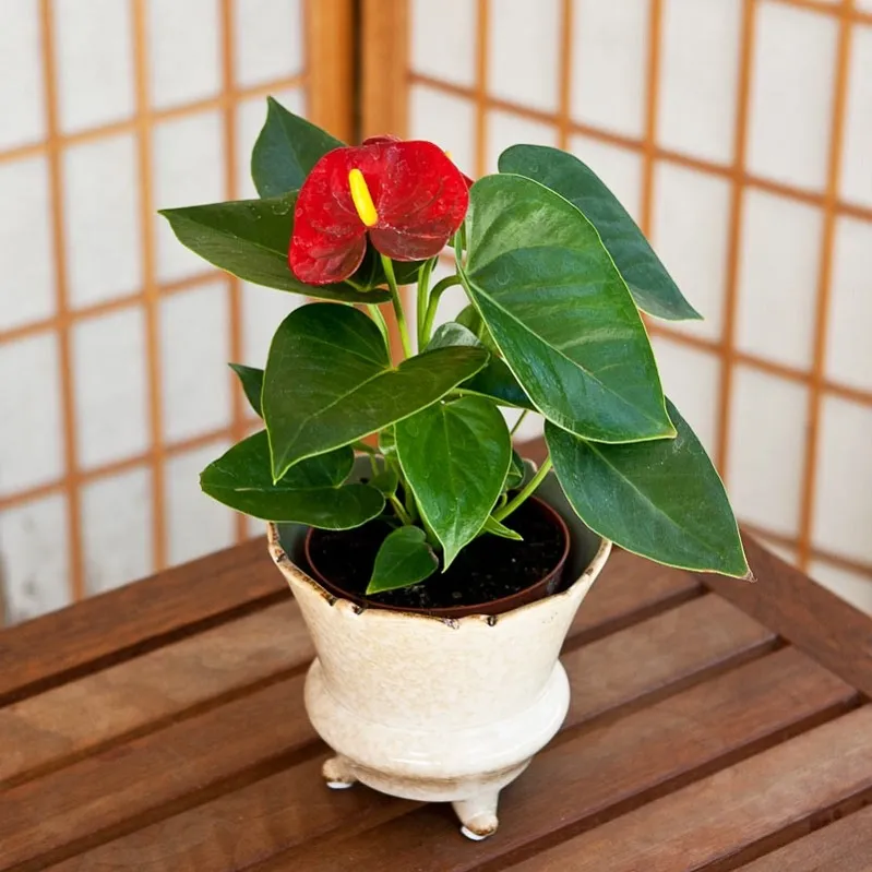 Đất trồng cây hồng môn