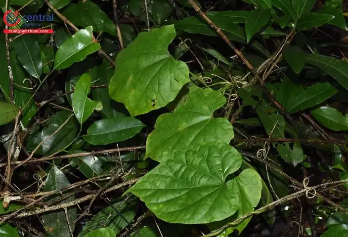 Dây Đau Xương (inospora Sinensis (lour.) Merr.)