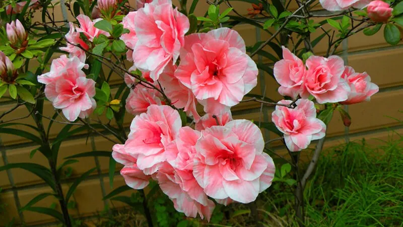 Dễ dàng tìm mua hoa đỗ quyên tại các cửa hàng cây cảnh và sàn thương mại điện tử