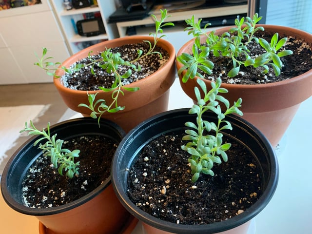 Hướng dẫn chi tiết cách trồng cây roi bằng hạt tại nhà