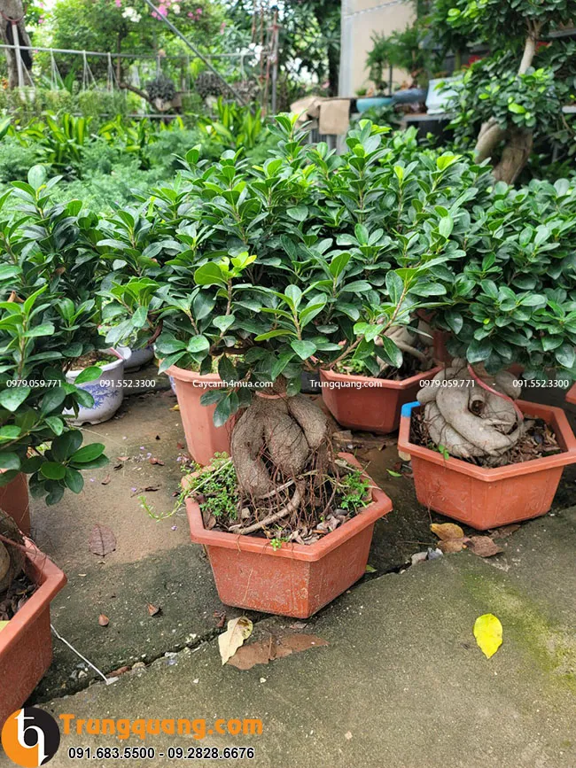 Gốc si Nhật có hình dáng uốn tạo đẹp mắt