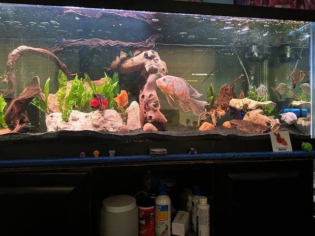 Hướng Dẫn Chi Tiết Cách Trồng Cây Đô La Bạc Mang Lại May Mắn và Tài Lộc