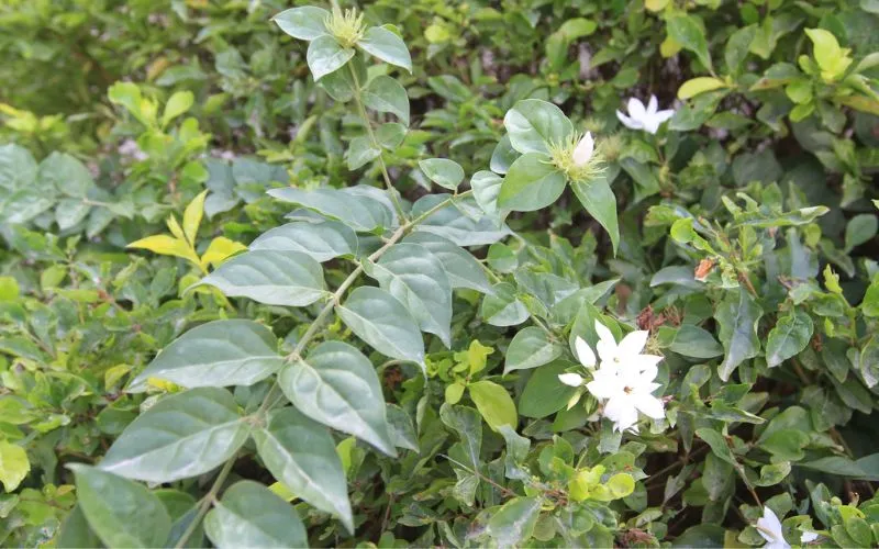 Hoa nguyệt quế leo nở rộ, tạo điểm nhấn rực rỡ cho không gian