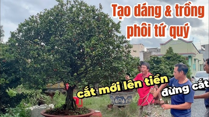 Hướng Dẫn Chi Tiết Cách Trồng và Chăm Sóc Cây Mai Tứ Quý Ra Hoa Đẹp Quanh Năm