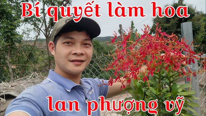 Hướng Dẫn Chi Tiết Cách Trồng Hoa Lan Renred Toàn Diện