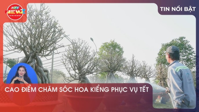 Cách Chăm Sóc Cây Hoa Cúc Thân Gỗ Chuẩn Nhất Hiện Nay