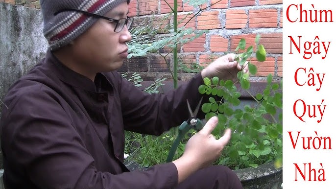 Hướng Dẫn Chi Tiết Cách Chăm Sóc Cây Chùm Ngây Toàn Diện