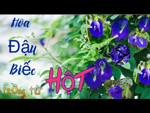 Cách Trồng Cây Đậu Biếc Từ Hạt Thành Công Tại Nhà Toàn Diện