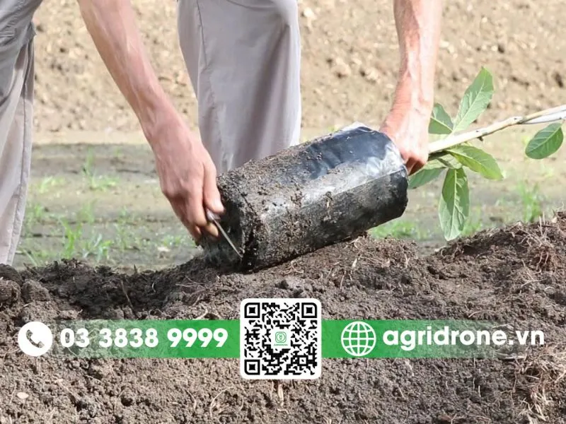 Hướng dẫn bố trí khoảng cách trồng bơ trên thực địa