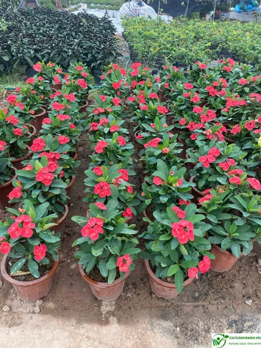 Hướng dẫn trồng và chăm sóc xương rồng bát tiên tại vị trí tối ưu