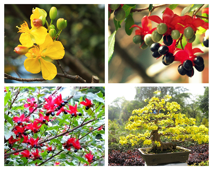 Hướng Dẫn Chi Tiết Cách Trồng và Chăm Sóc Cây Mai Tứ Quý Ra Hoa Đẹp Quanh Năm