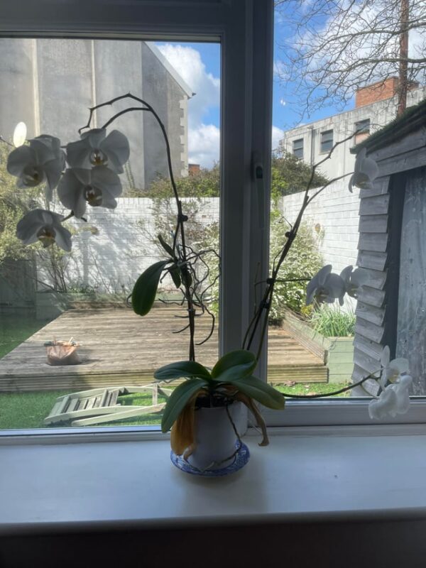 Cách Chăm Sóc Hoa Lan Trong Nhà: Bí Quyết Giữ Hoa Tươi Lâu