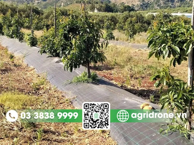 Khoảng cách trồng chuẩn cho từng giống bơ phổ biến nhất