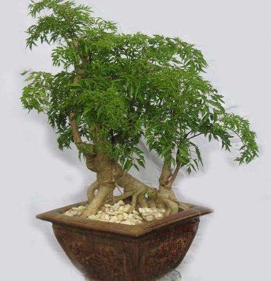 Hướng Dẫn Chi Tiết Cách Trồng Cây Đinh Lăng Trong Chậu Hiệu Quả