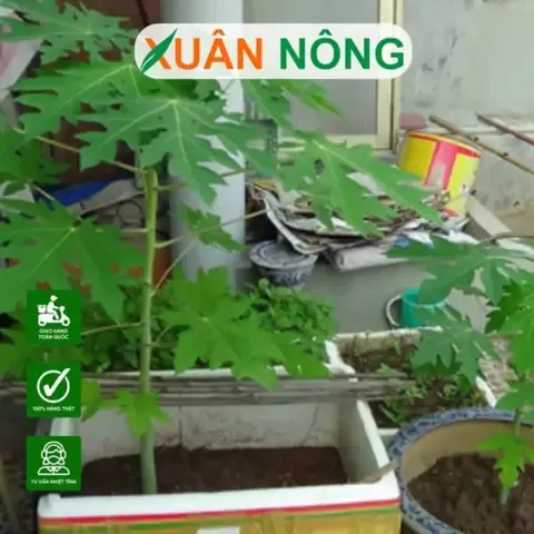 Kỹ Thuật Trồng Cây Đu Đủ Trong Thùng Xốp Đơn Giản Tại Nhà, Năng Suất Cao