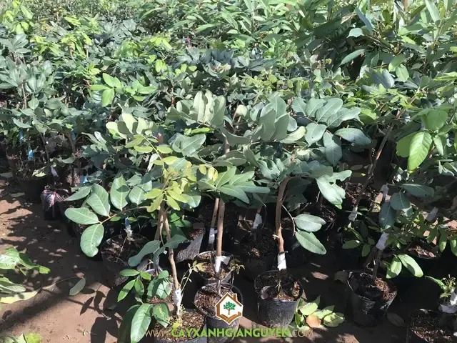 Kỹ Thuật Trồng Cây Thanh Nhãn – Cây Ăn Trái