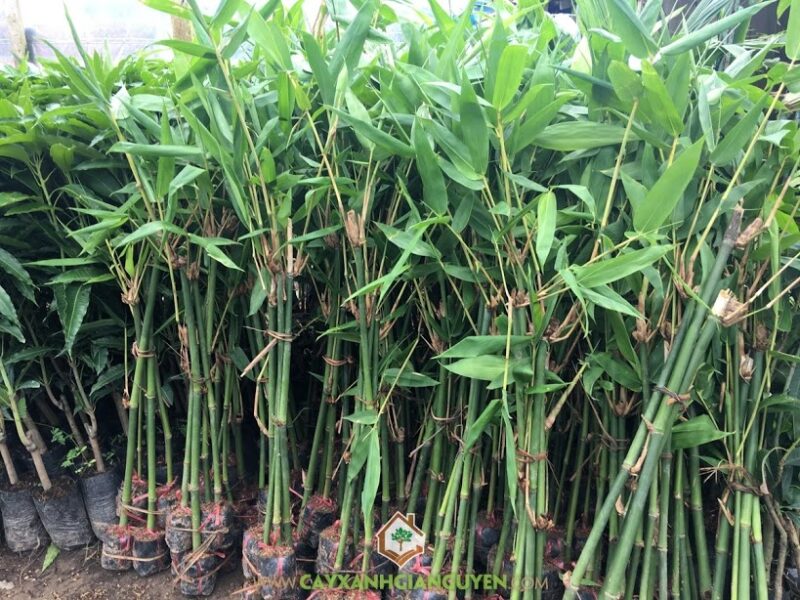 Cách Trồng và Chăm Sóc Cây Tre Đúng Kỹ Thuật Để Đạt Năng Suất Cao