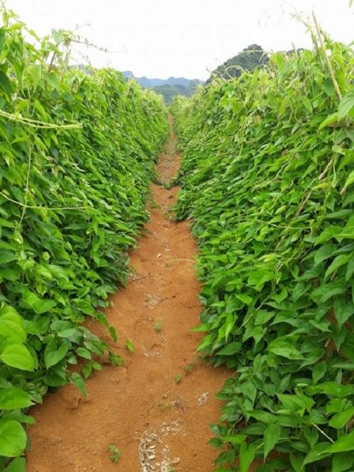 Hướng Dẫn Chi Tiết Cách Trồng Cây Củ Mài Cho Năng Suất Cao