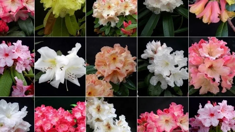 Kỹ thuật trồng và chăm sóc hoa đỗ quyên giúp cây nở hoa quanh năm