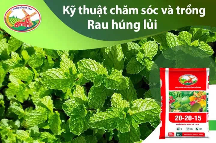 Kỹ Thuật Trồng Và Chăm Sóc Rau Húng Lủi Hiệu Quả Nhất