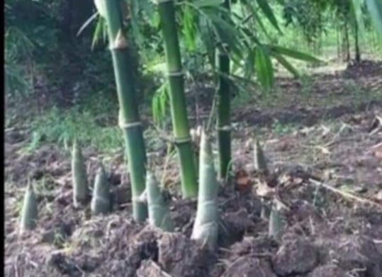 Cách Trồng và Chăm Sóc Cây Tre Đúng Kỹ Thuật Để Đạt Năng Suất Cao