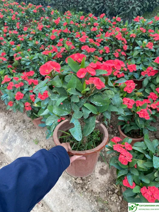 Lựa chọn mua xương rồng bát tiên đẹp, tìm hiểu về nơi trồng phù hợp