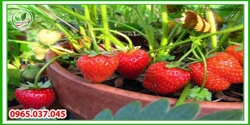 Lưu ý khi trồng cây vào mùa khô