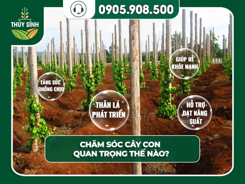 Cách Chăm Sóc Cây Hồ Tiêu Con Đúng Kỹ Thuật