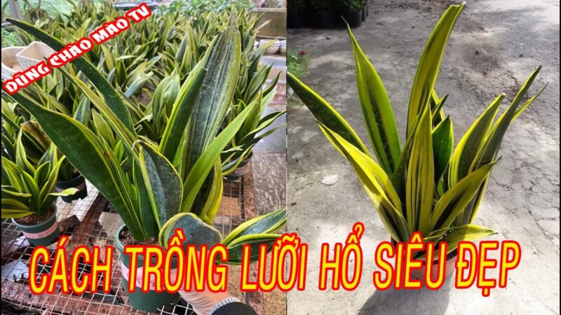 Cách Trồng Cây Lưỡi Hổ Thái: Hướng Dẫn Chi Tiết Từ A-Z