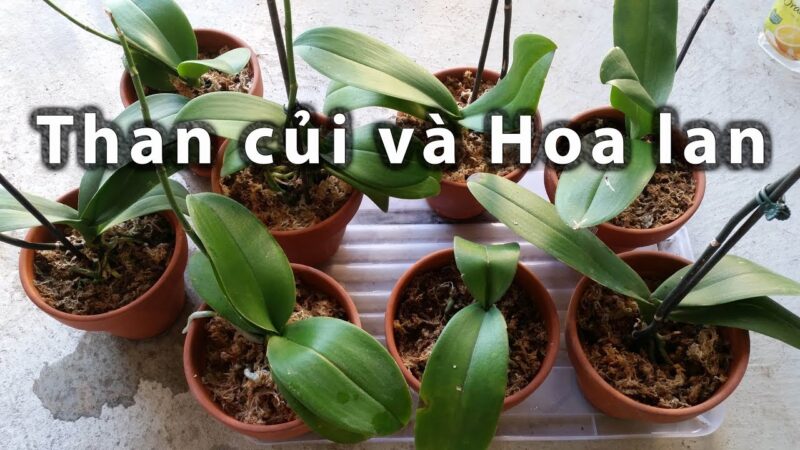 Cách Chăm Sóc Hoa Lan Trong Nhà: Bí Quyết Giữ Hoa Tươi Lâu
