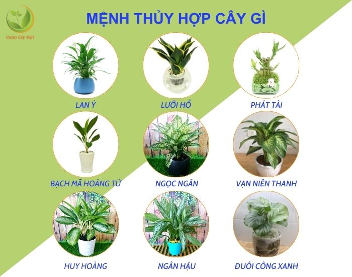 Người Mệnh Thủy Nên Trồng Cây Gì Trong Phòng Ngủ Để Hút Tài Lộc