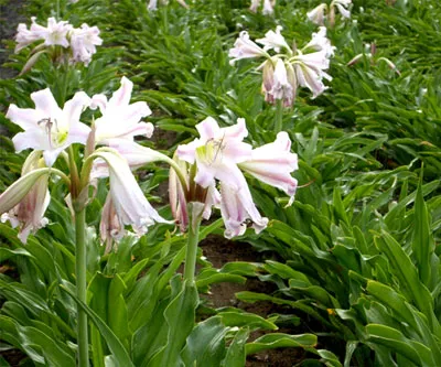 Mô tả cây Trinh nữ hoàng cung