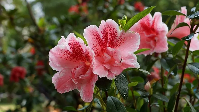 Mỗi màu sắc của hoa đỗ quyên mang một ý nghĩa riêng biệt, làm tăng thêm giá trị tinh thần của loài hoa này