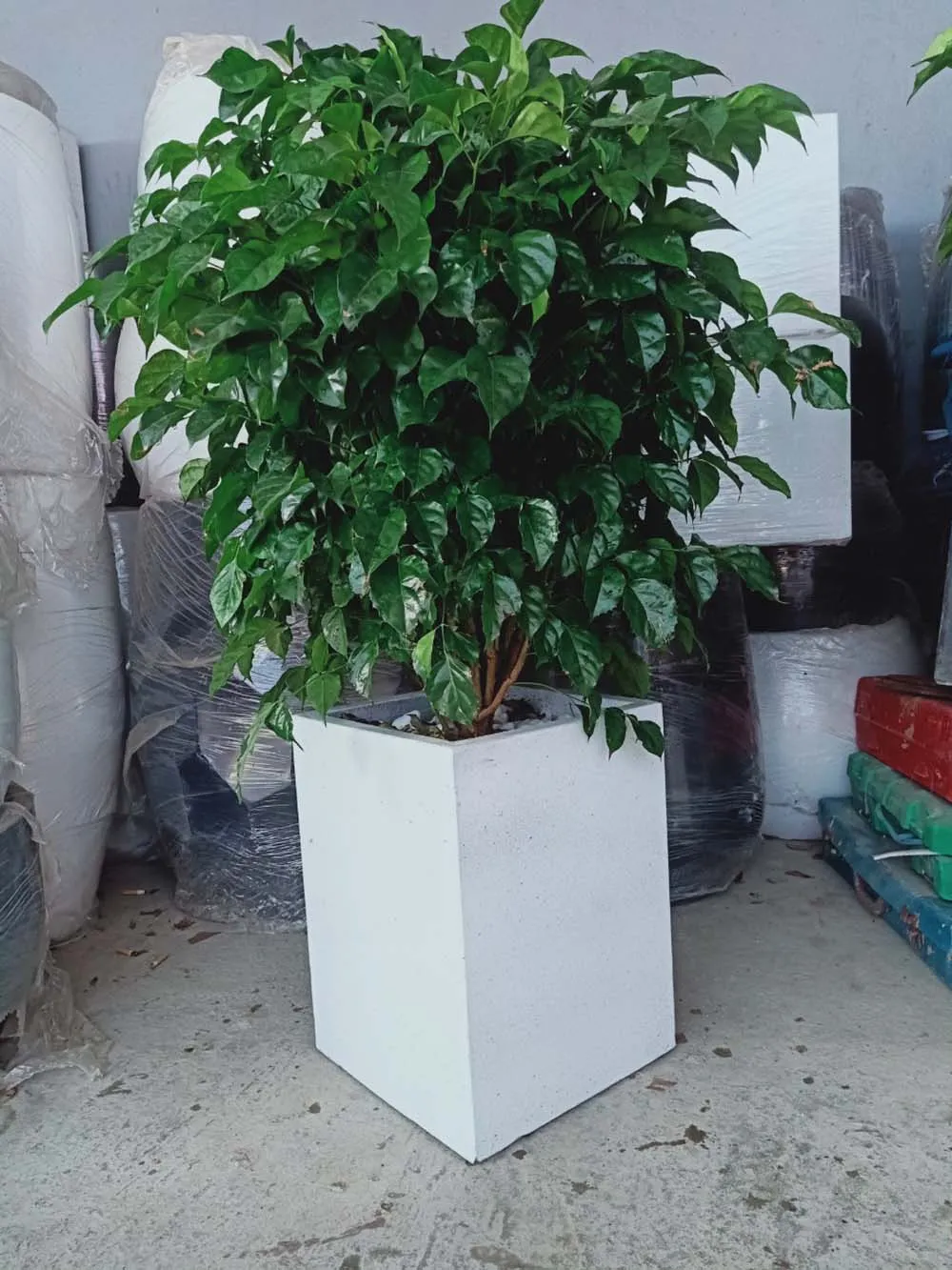 Nên chọn chậu cây màu trắng để hỗ trợ cho người mệnh Kim.