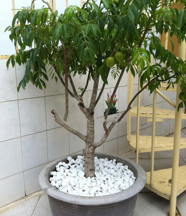 Hướng Dẫn Chi Tiết Cách Trồng Cây Cóc Thái Cho Quả Ngon Quanh Năm